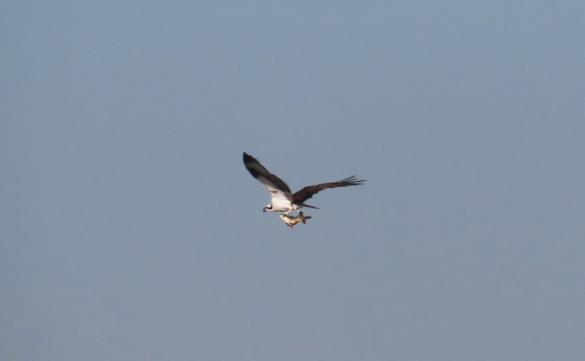 魚鷹 - ML646620338