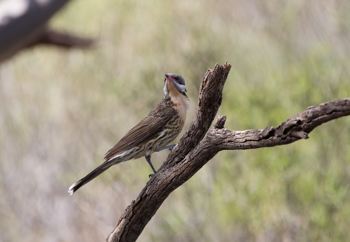 Diken Yanaklı Balkuşu - ML646620339
