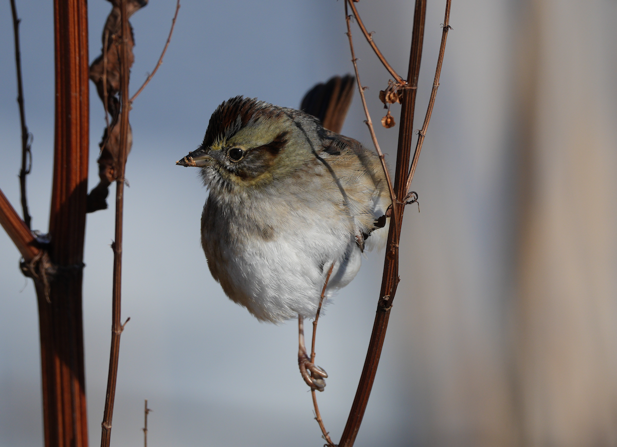 Bruant des marais - ML646620340