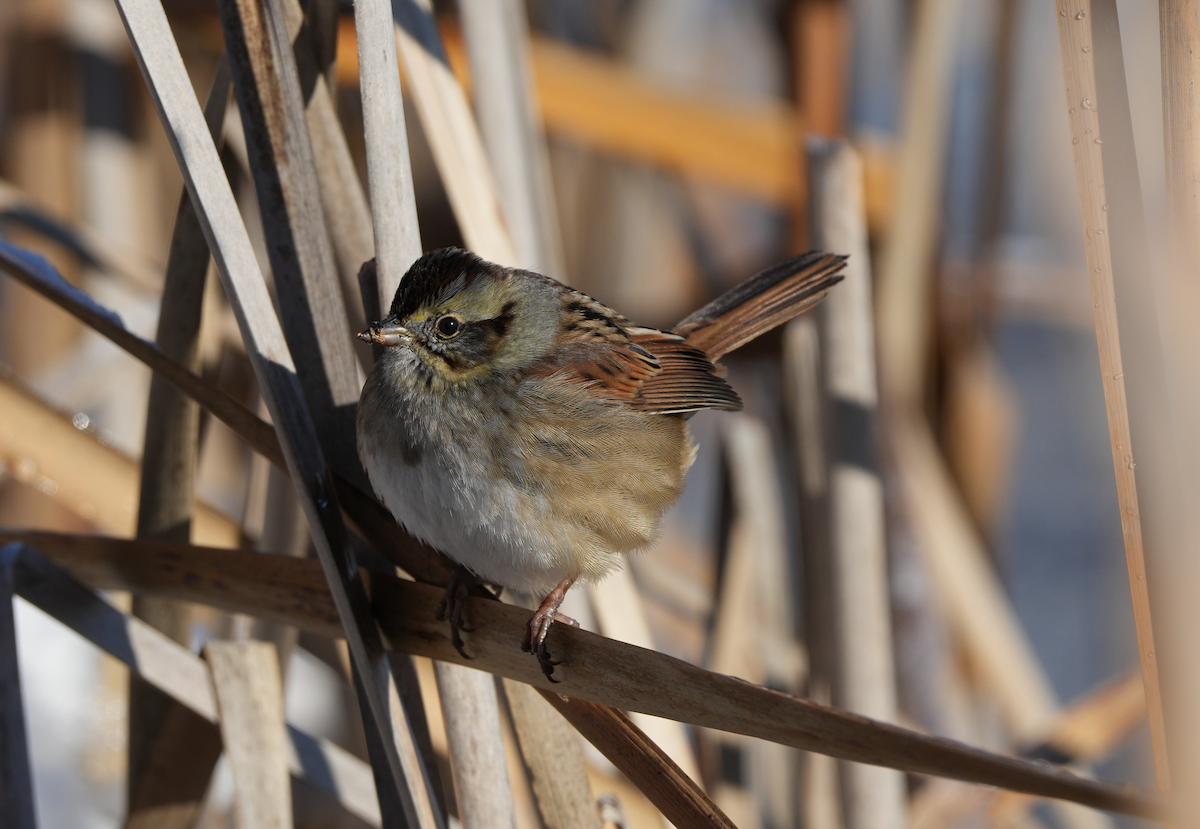 Bruant des marais - ML646620341