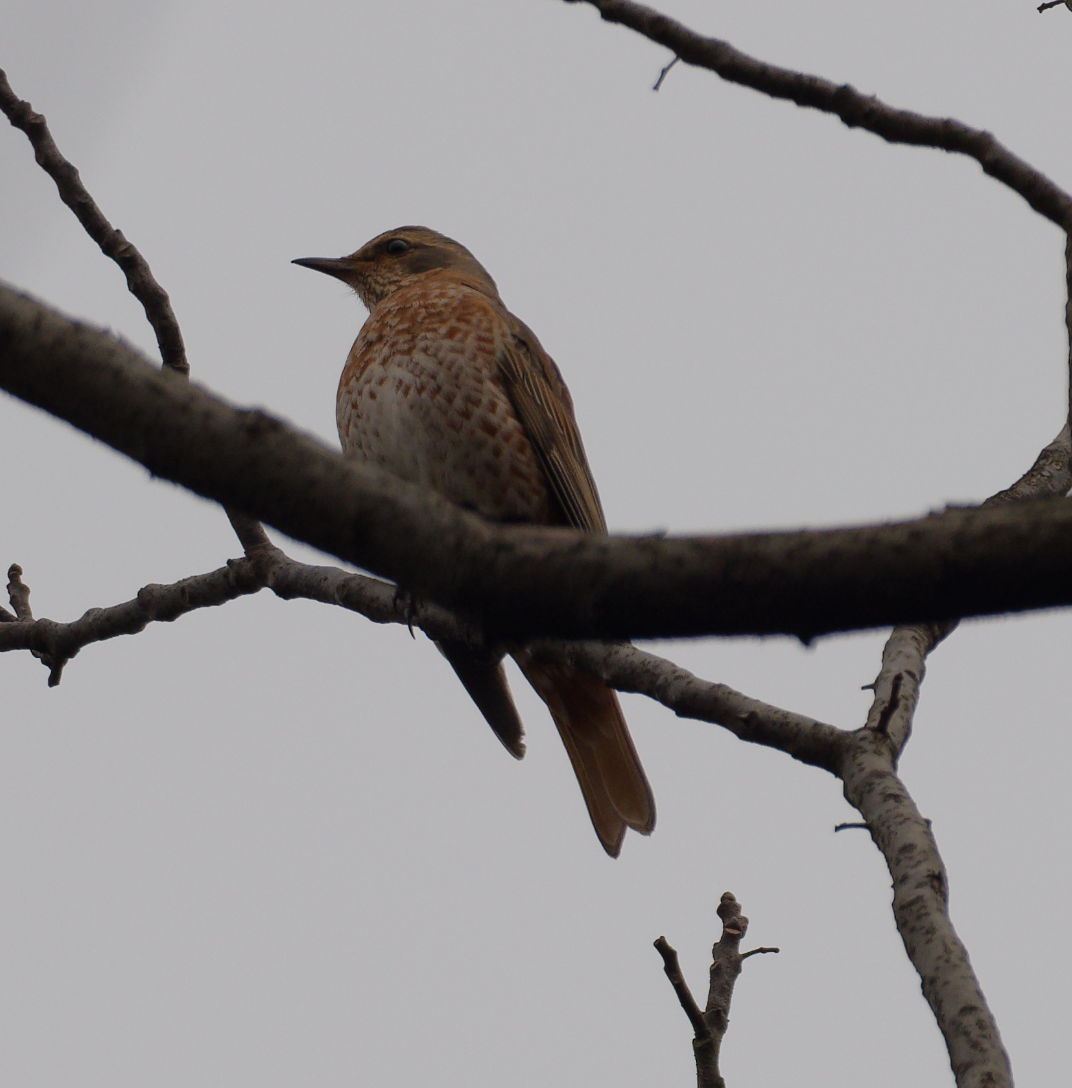 קיכלי חלודי - ML646620342