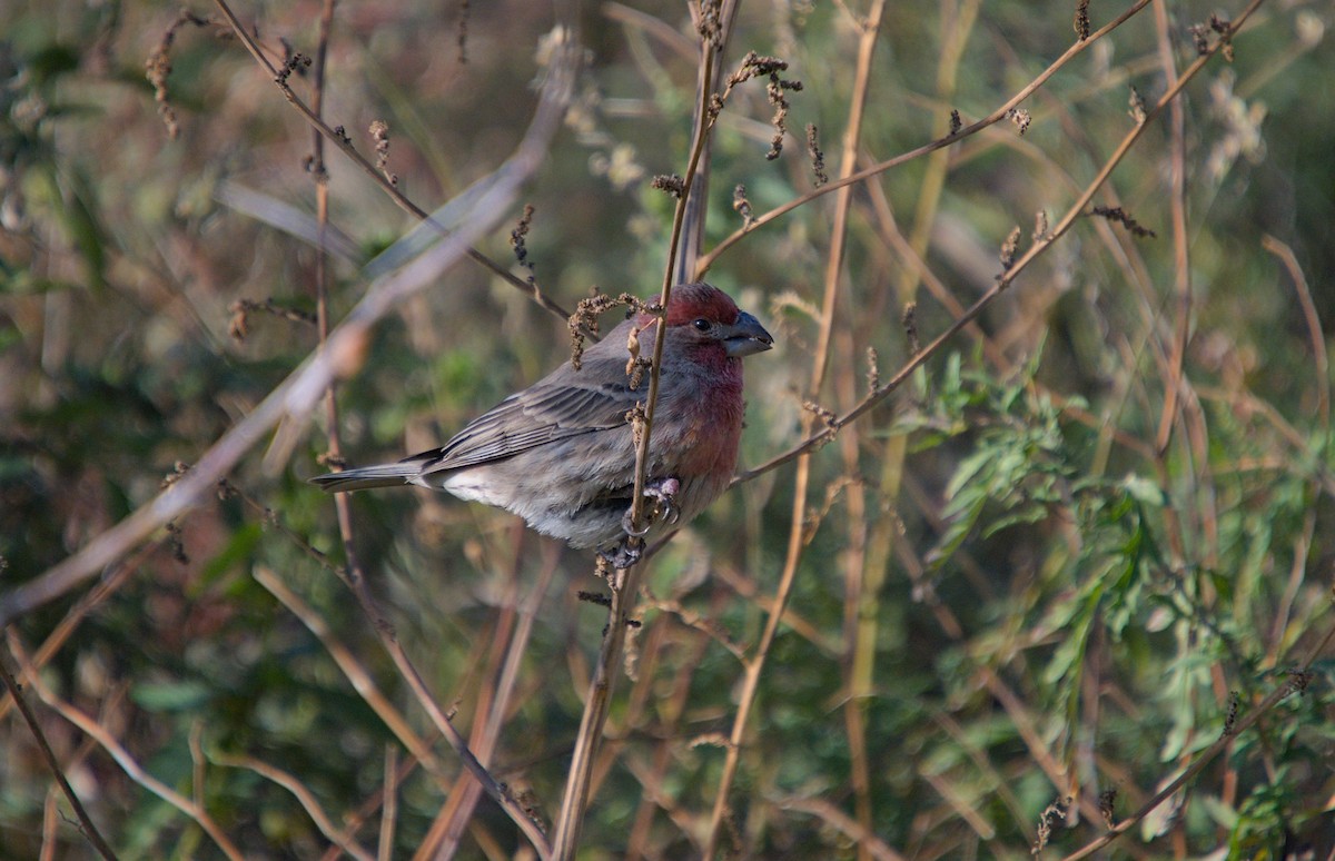 House Finch - ML646620343