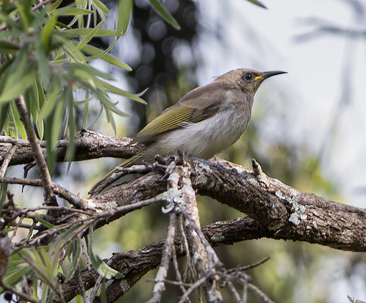 Brown Honeyeater - ML646620344