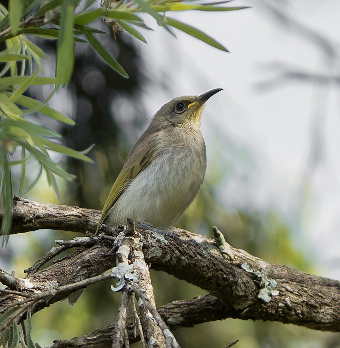 Brown Honeyeater - ML646620345