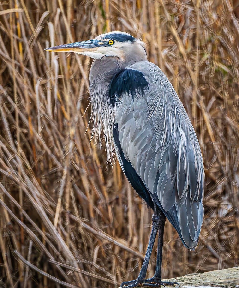 Great Blue Heron - ML646620346