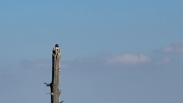 Гіла чорновола - ML646620347