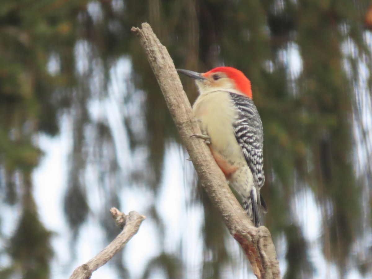 Carpintero de Carolina - ML646620348