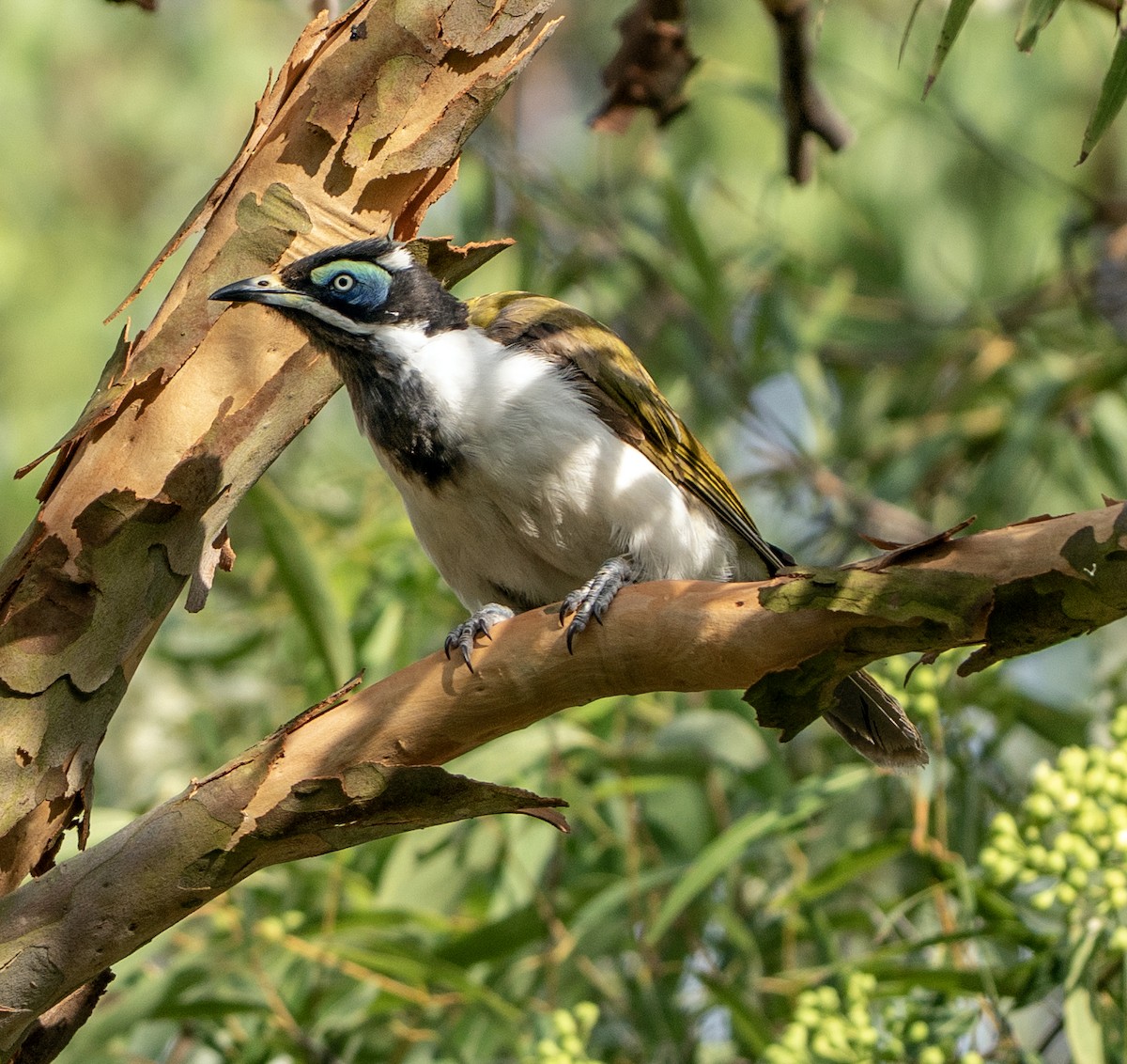 Blue-faced Honeyeater - ML646620352