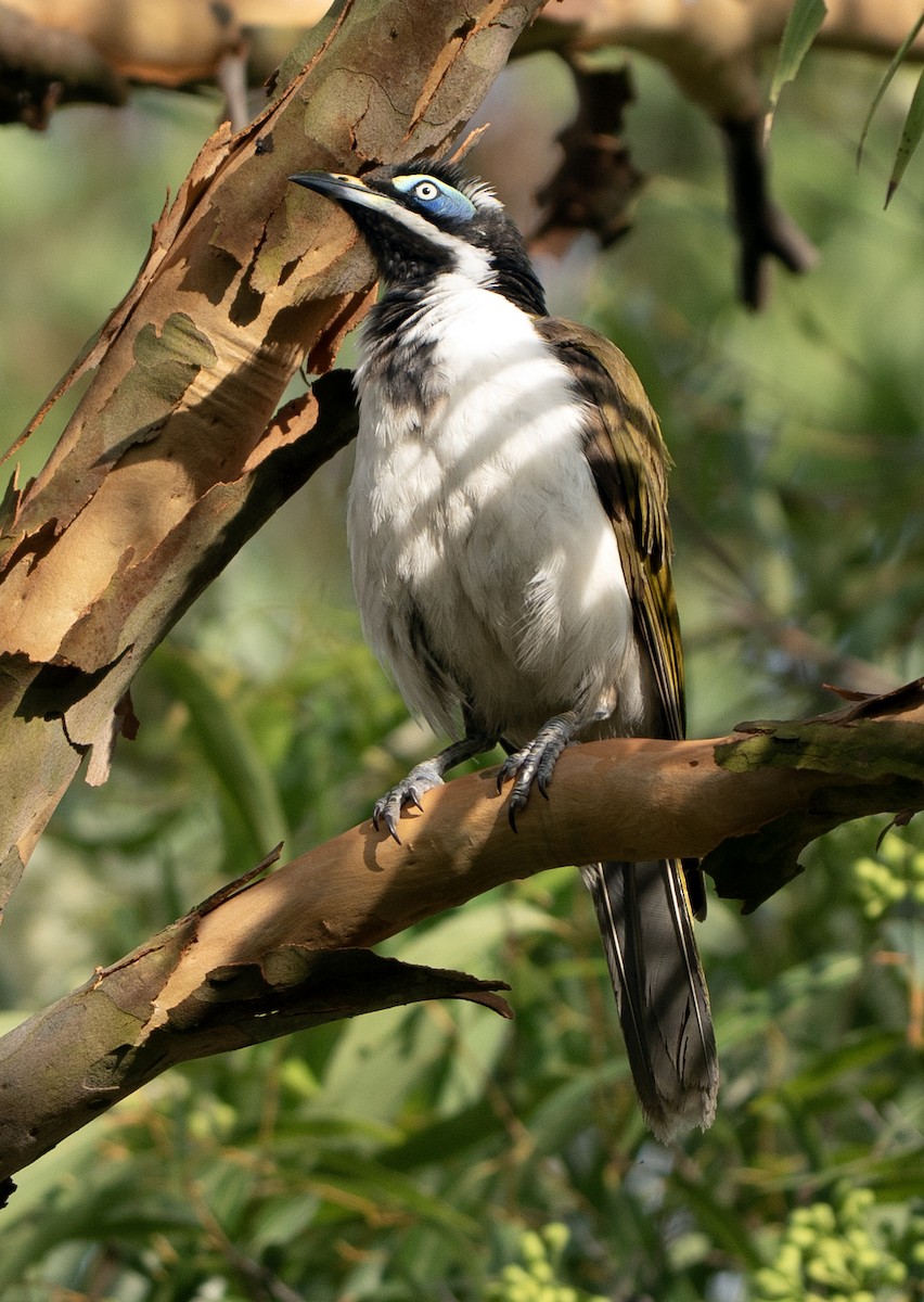 Blue-faced Honeyeater - ML646620353