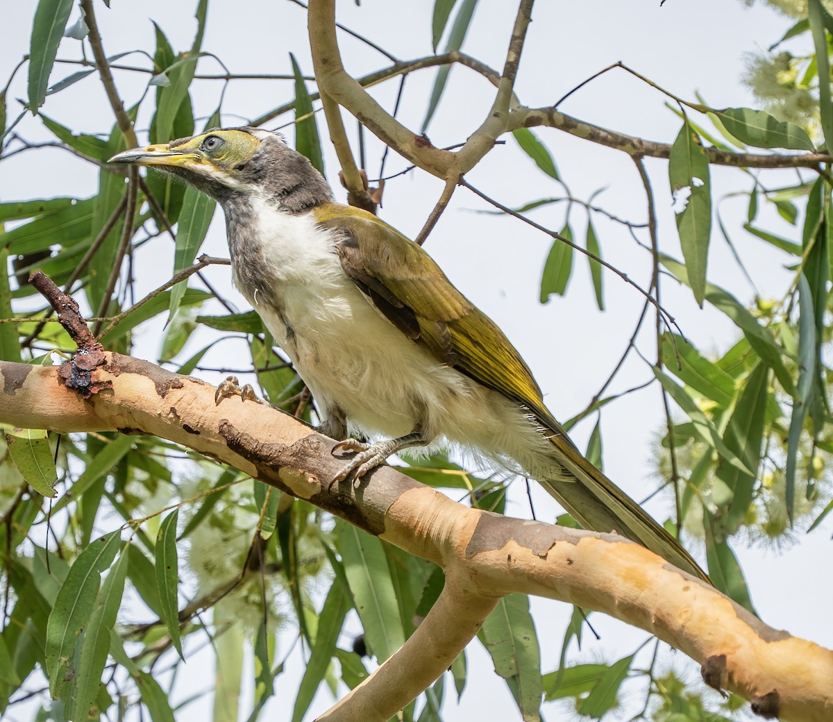 Blue-faced Honeyeater - ML646620354