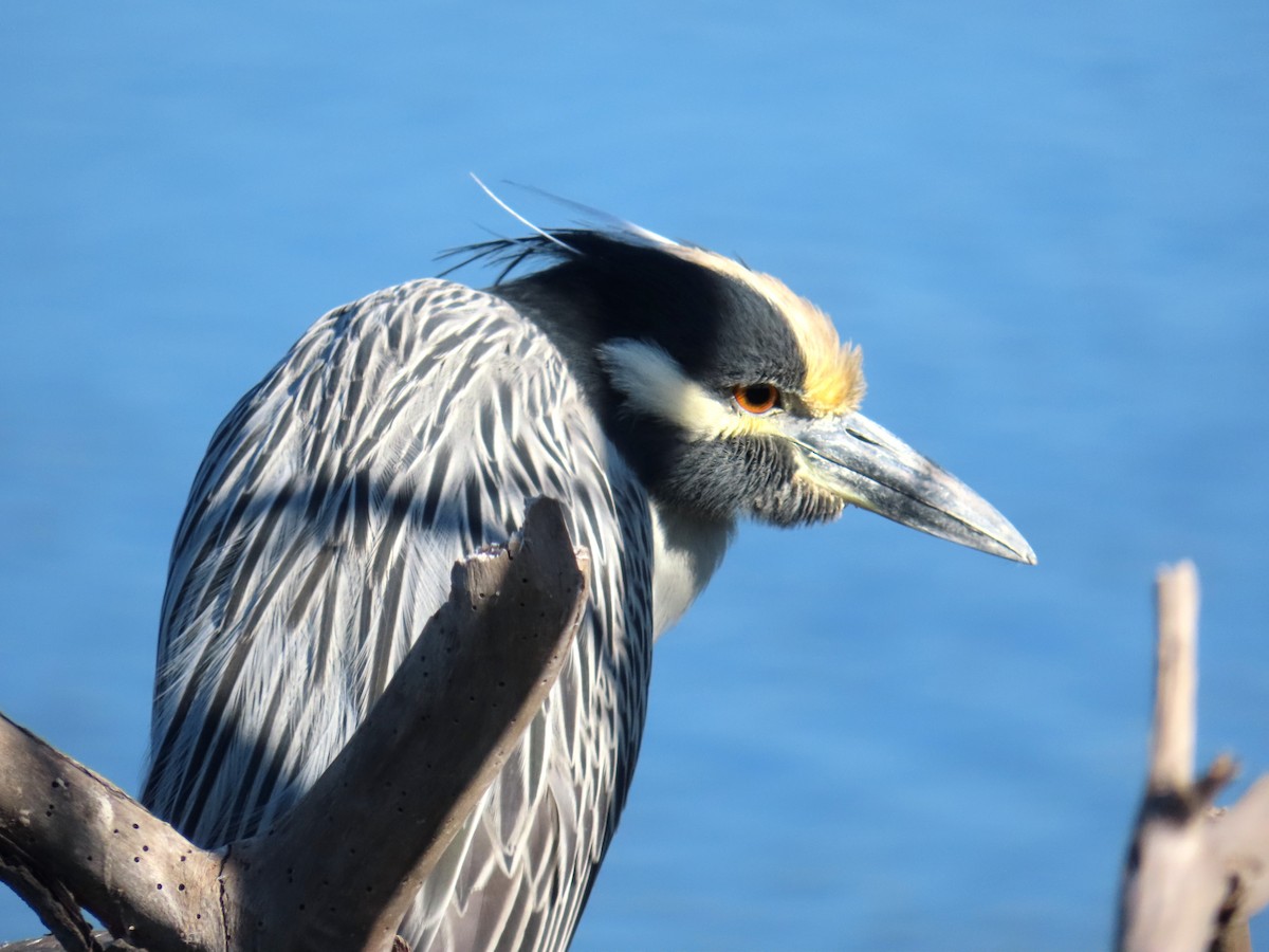 Yellow-crowned Night Heron - ML646620356