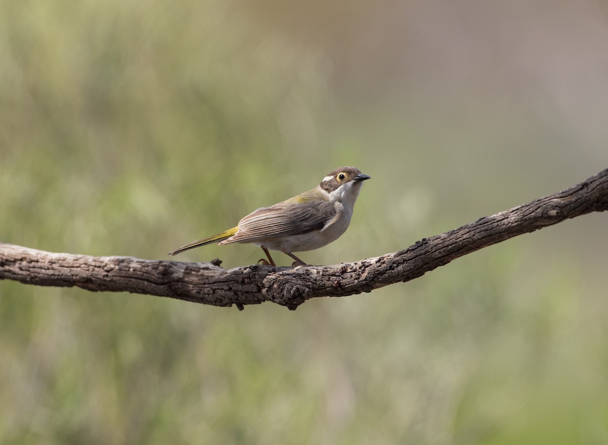 Kahverengi Başlı Balkuşu - ML646620364