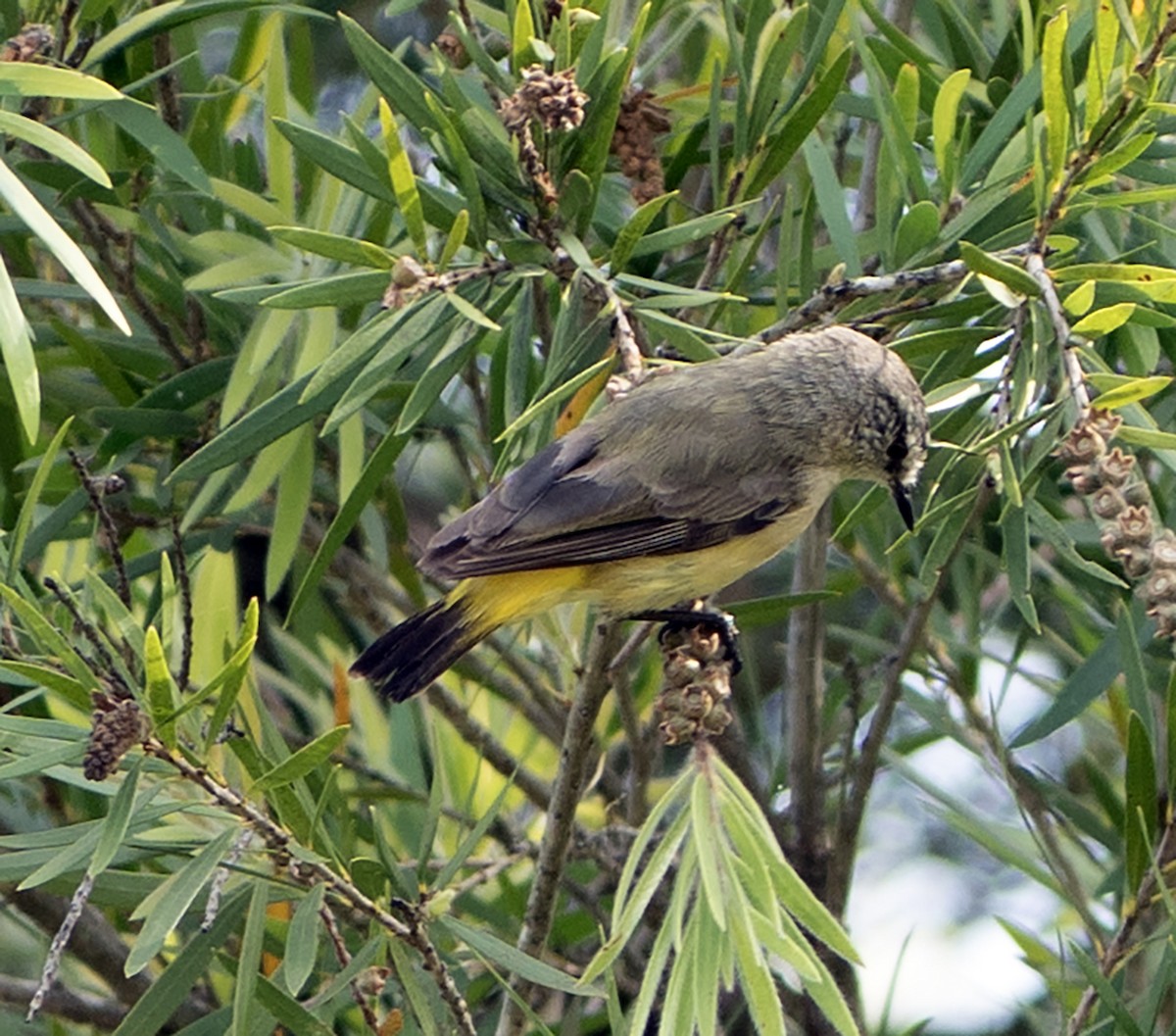 Yellow-rumped Thornbill - ML646620365