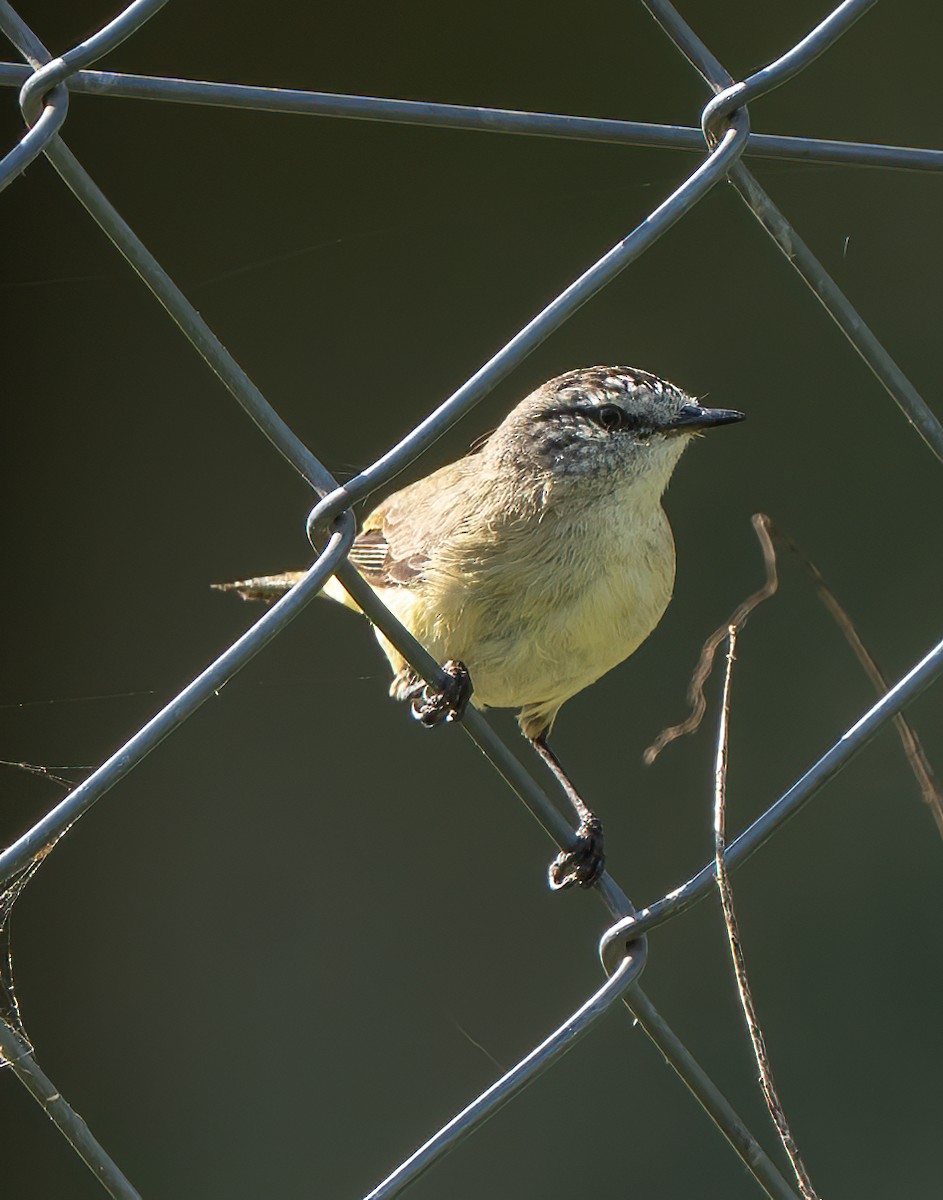 Yellow-rumped Thornbill - ML646620366