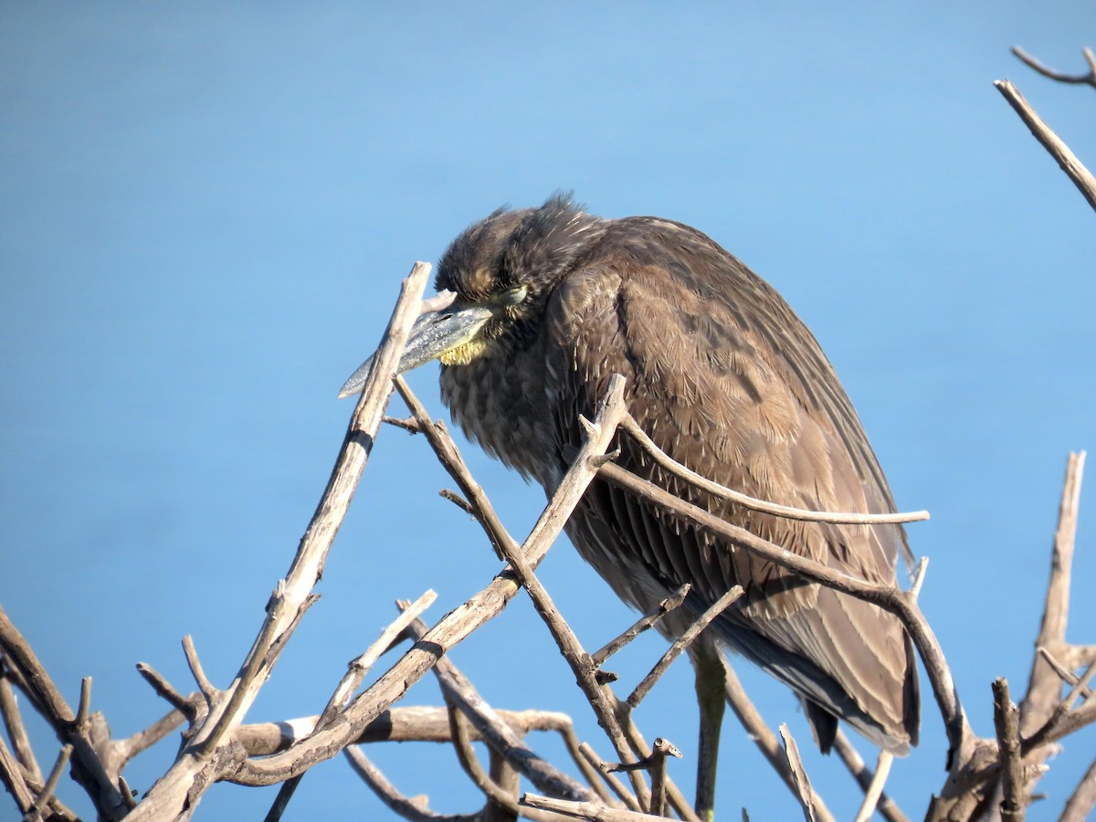 Yellow-crowned Night Heron - ML646620375