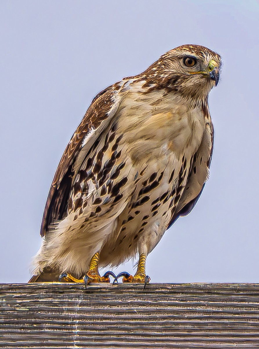 Red-tailed Hawk - ML646620376
