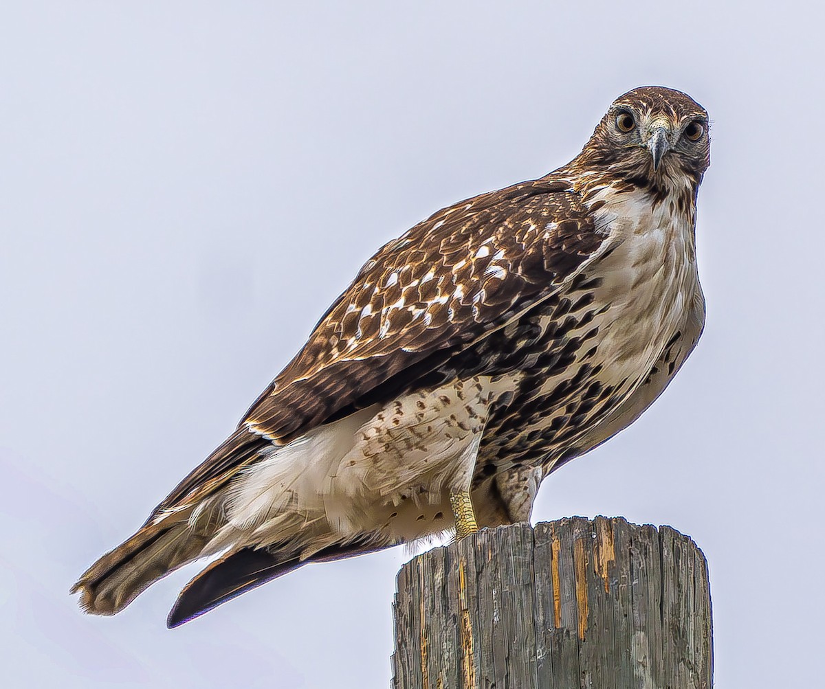 Red-tailed Hawk - ML646620377
