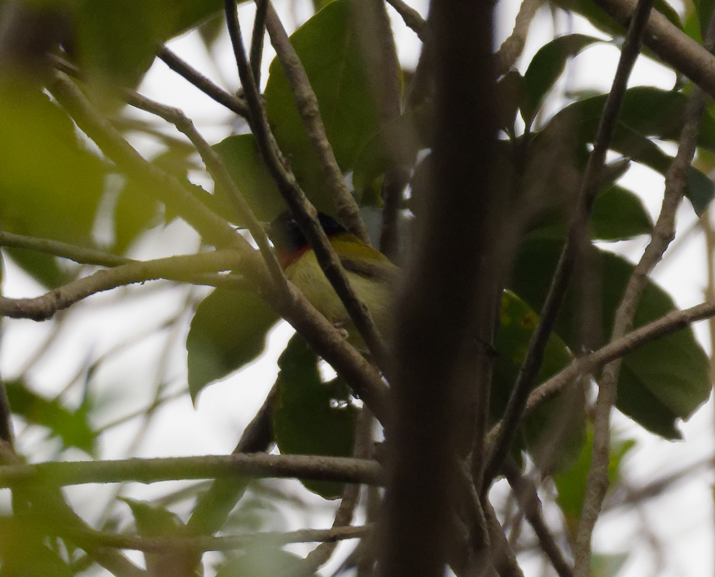 Fork-tailed Sunbird - ML646620378