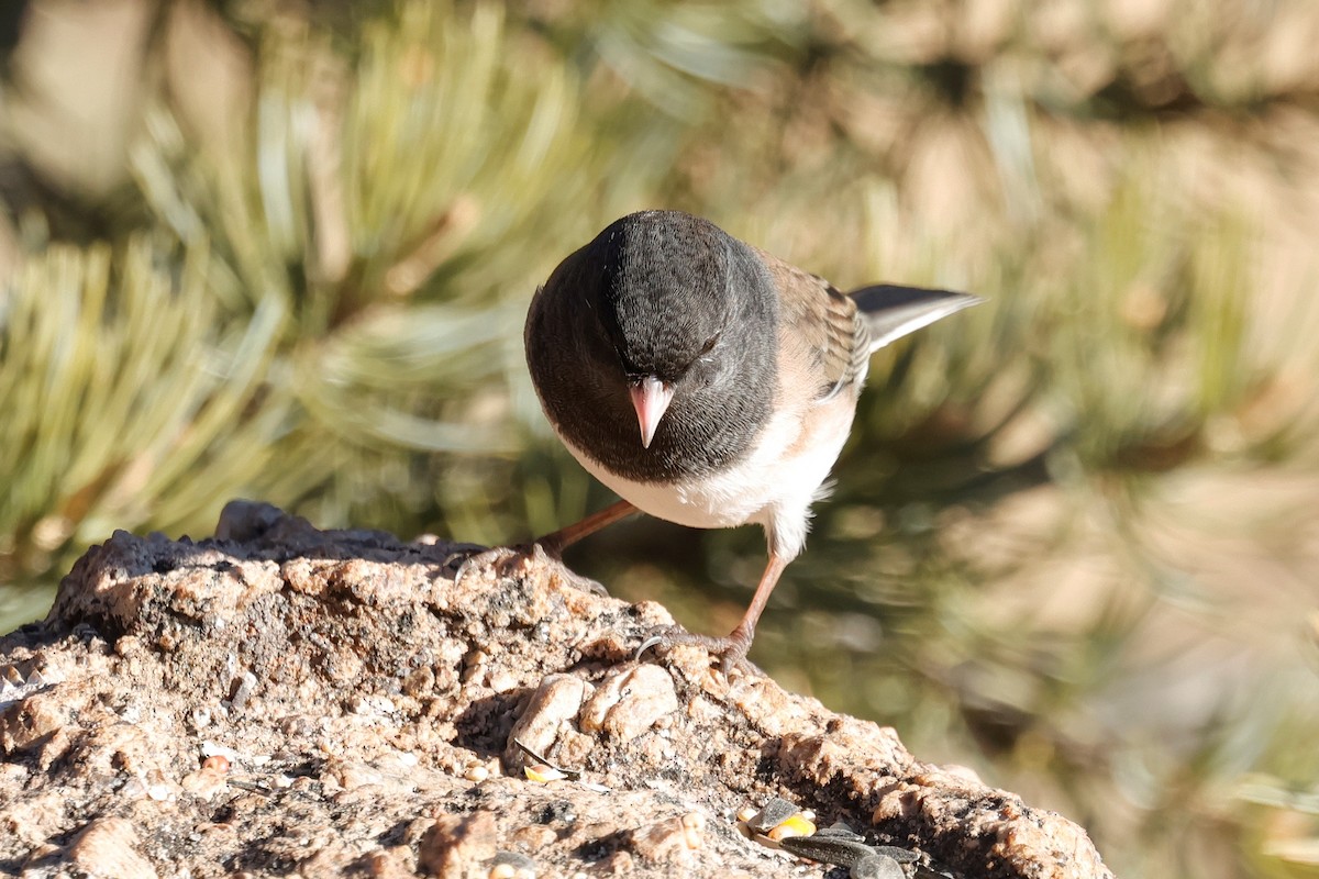 strnadec zimní [skupina oreganus] - ML646620379