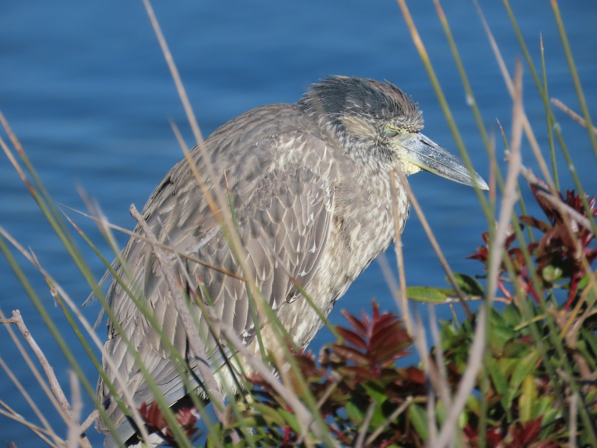 Yellow-crowned Night Heron - ML646620380