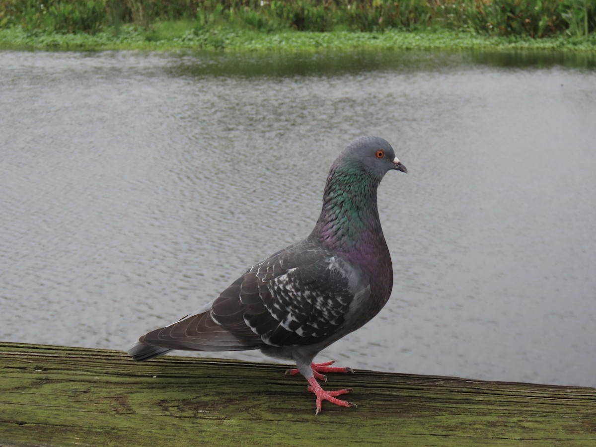 カワラバト（ドバト、家畜型） - ML646620381