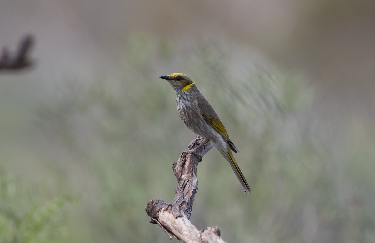 Sarı Yakalı Balkuşu - ML646620382