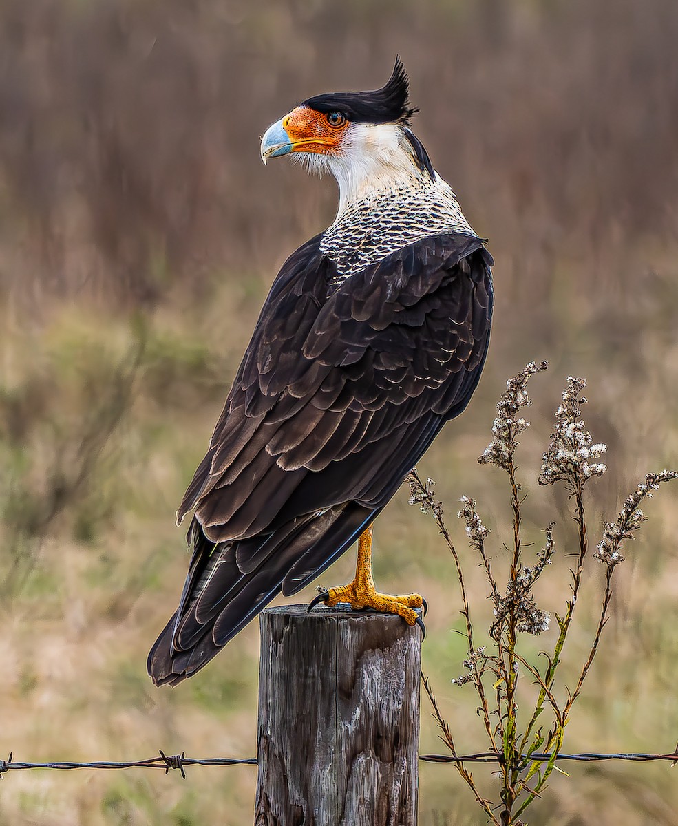 Crested Caracara - ML646620383