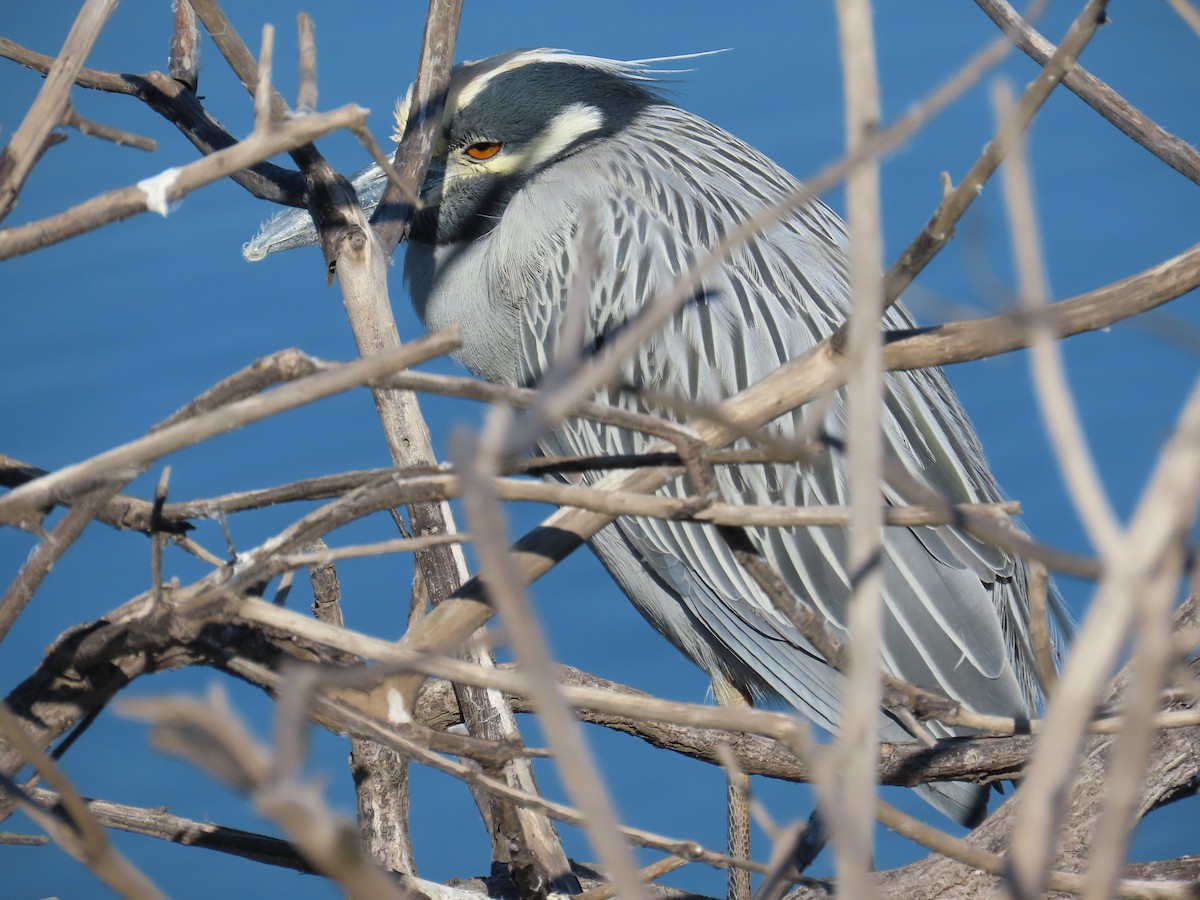 Yellow-crowned Night Heron - ML646620384