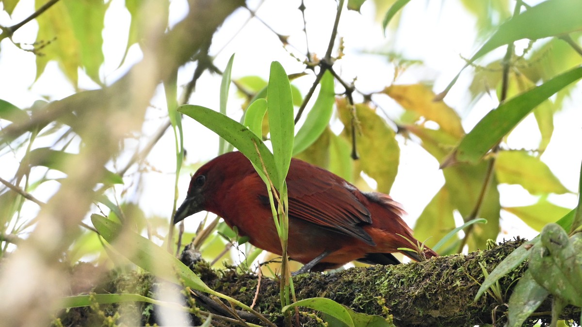 Hepatic Tanager - ML646620385