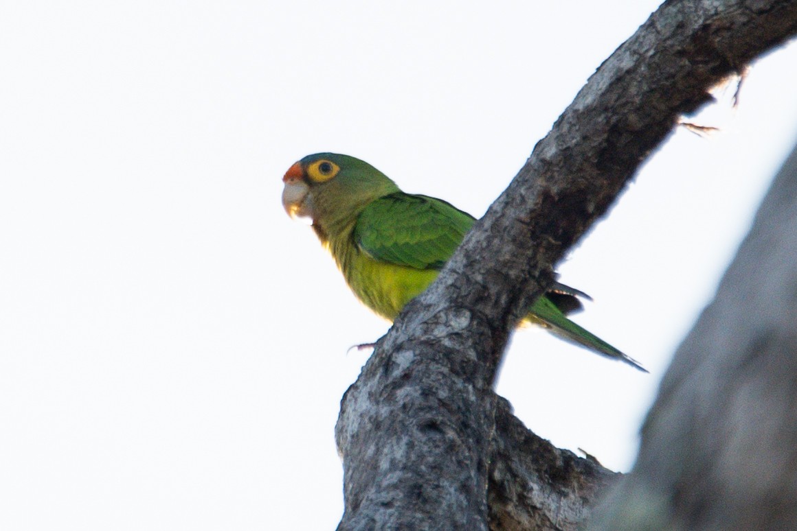 Orange-fronted Parakeet - ML646620386
