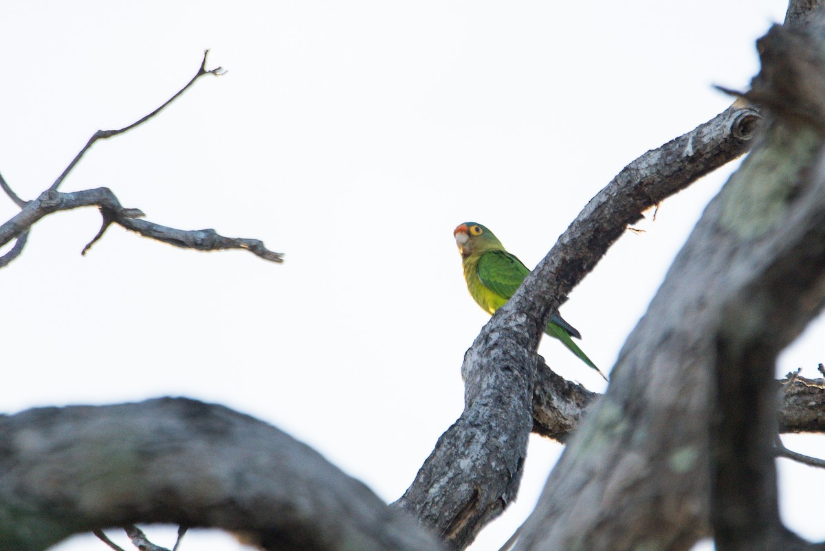 メキシコインコ - ML646620387