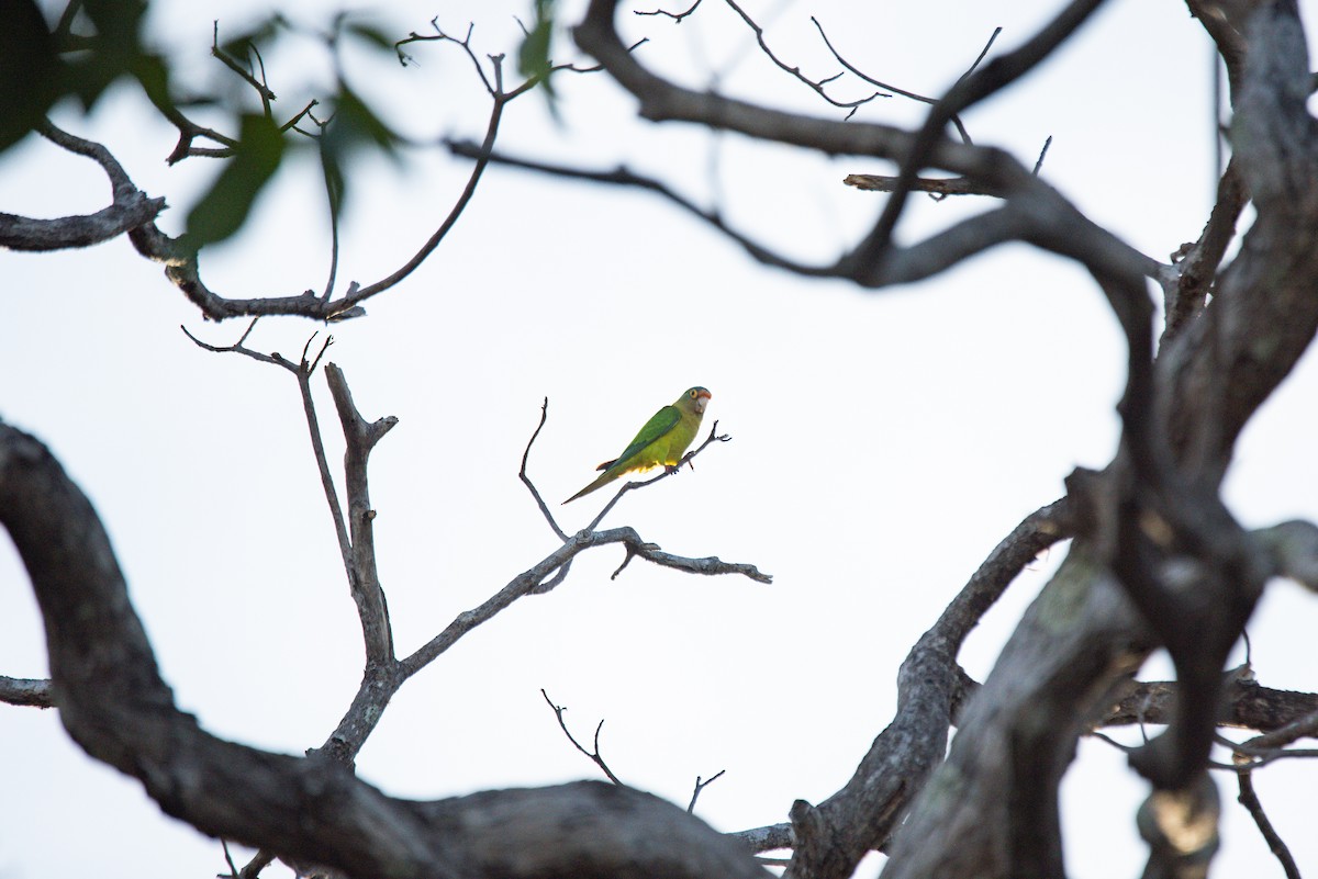 メキシコインコ - ML646620389