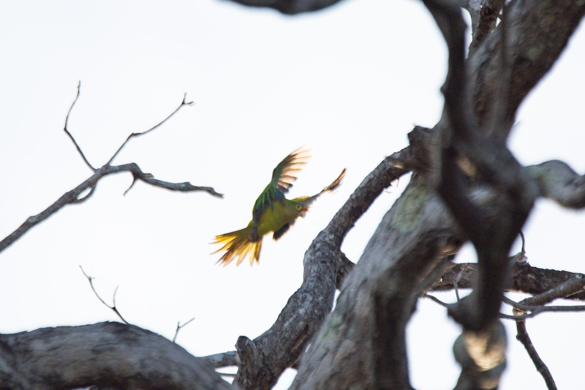 メキシコインコ - ML646620390