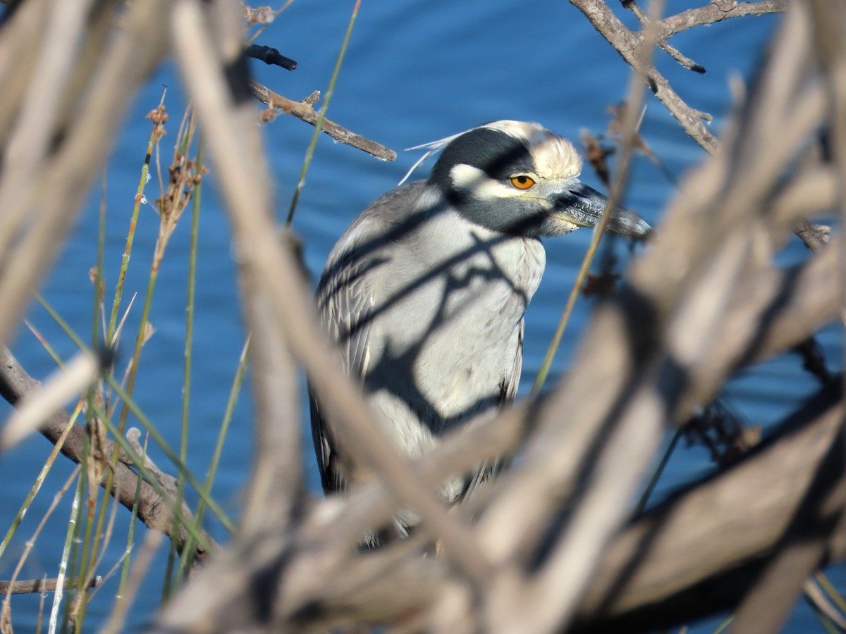 Yellow-crowned Night Heron - ML646620391