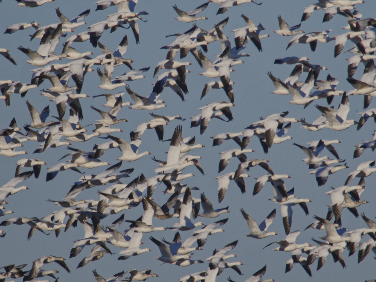 ハクガン - ML646620392