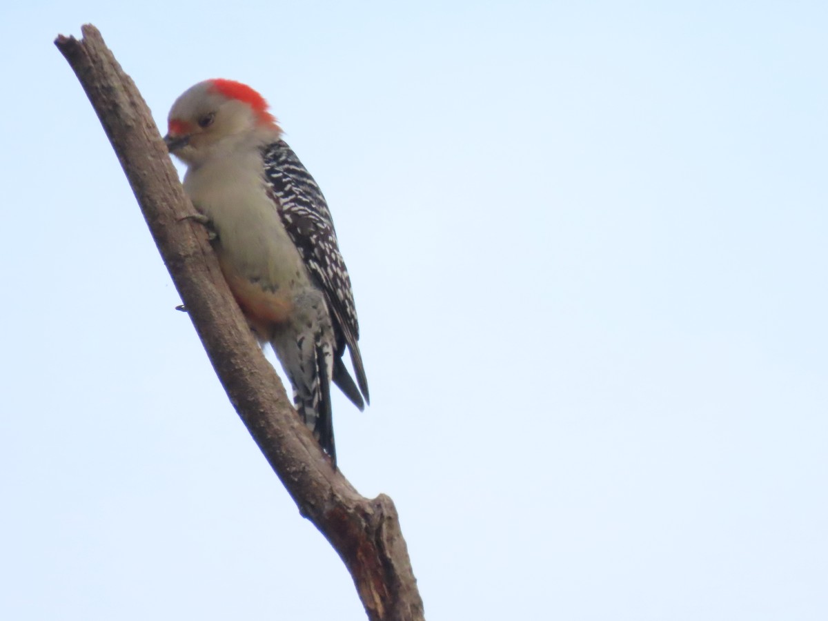Carpintero de Carolina - ML646620393