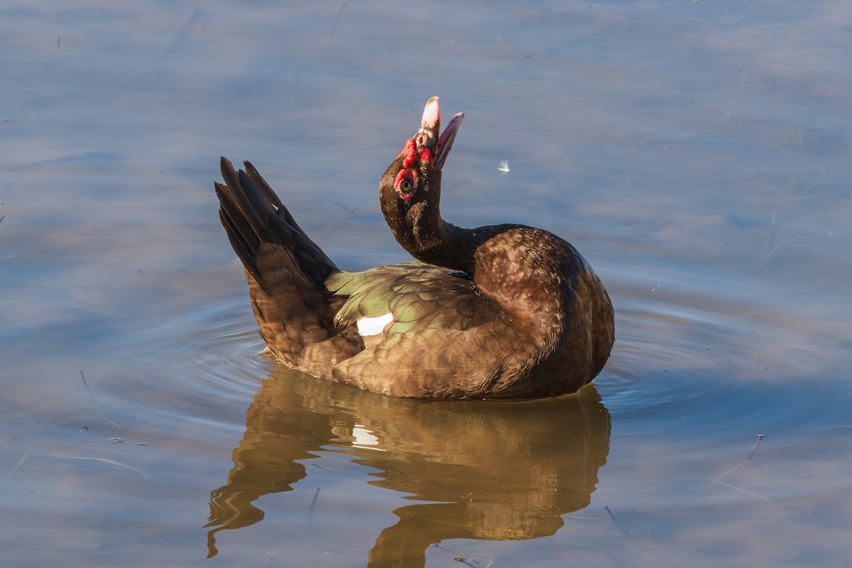 Muscovy Duck (Domestic type) - ML646620394