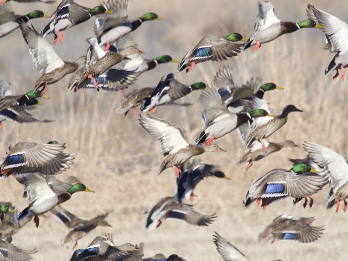 マガモ - ML646620397