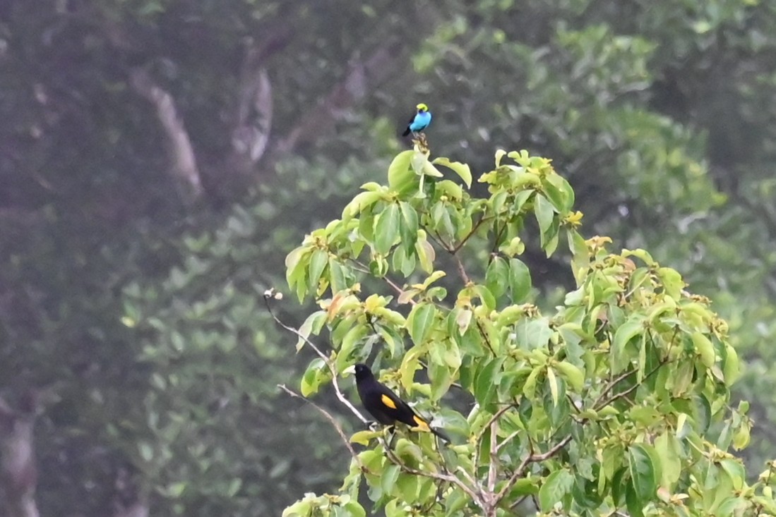 Paradise Tanager - ML646620398