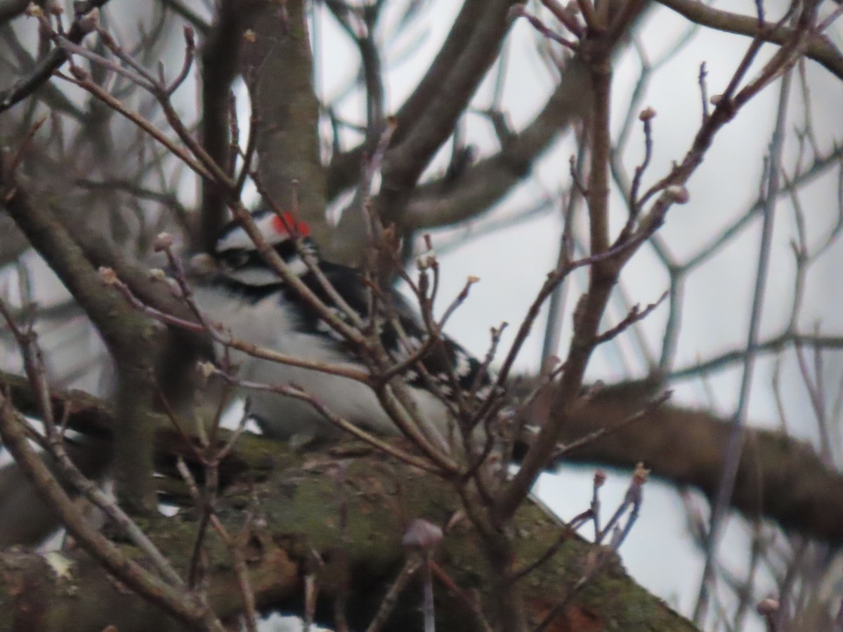 Pico Pubescente - ML646620400