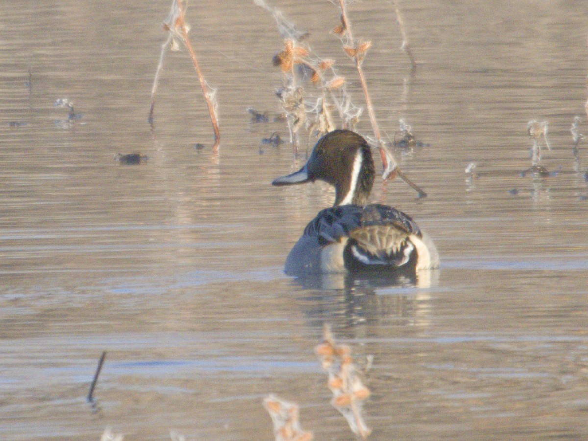 オナガガモ - ML646620401