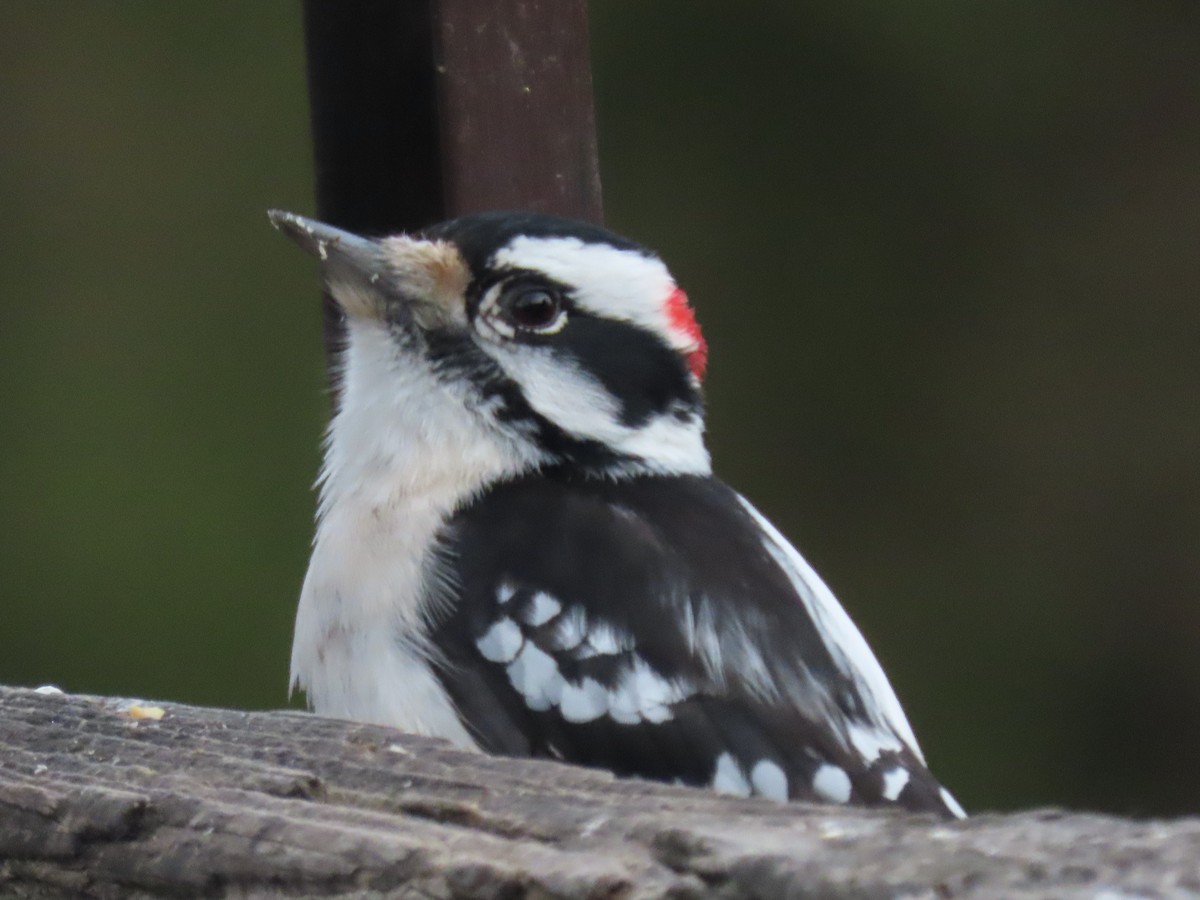 Pico Pubescente - ML646620403