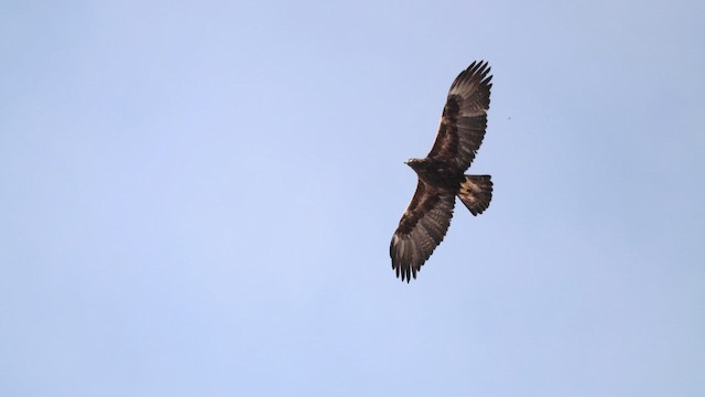 Беркут - ML646620405