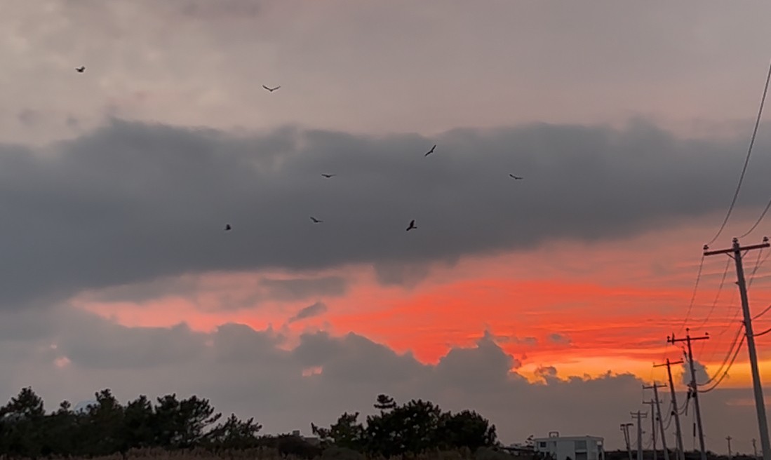 アメリカハイイロチュウヒ - ML646620407