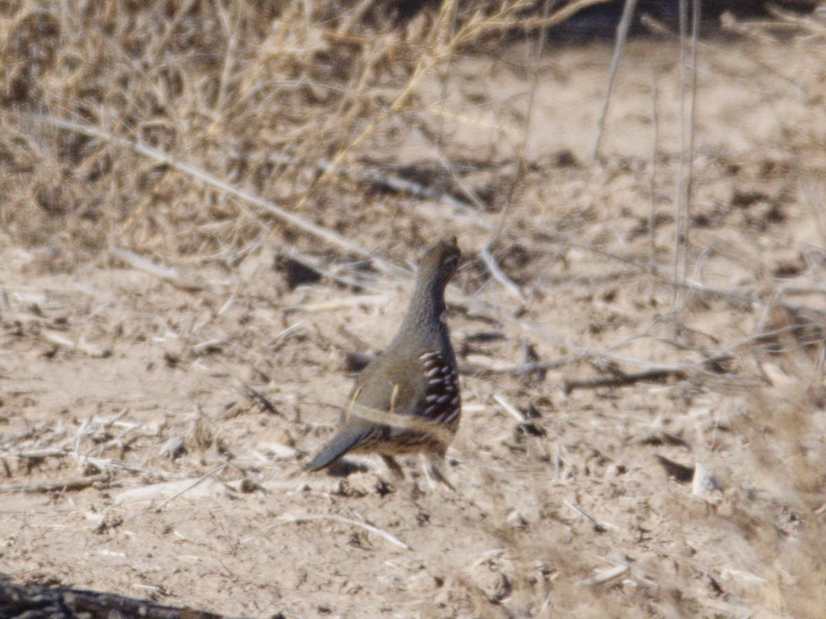 ズアカカンムリウズラ - ML646620408