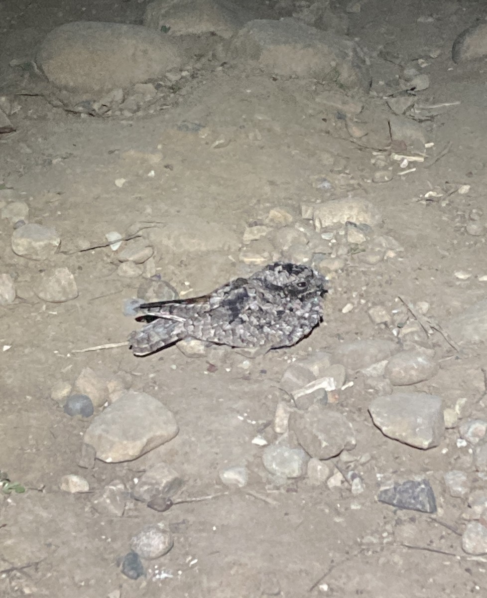 プアーウィルヨタカ - ML646620409