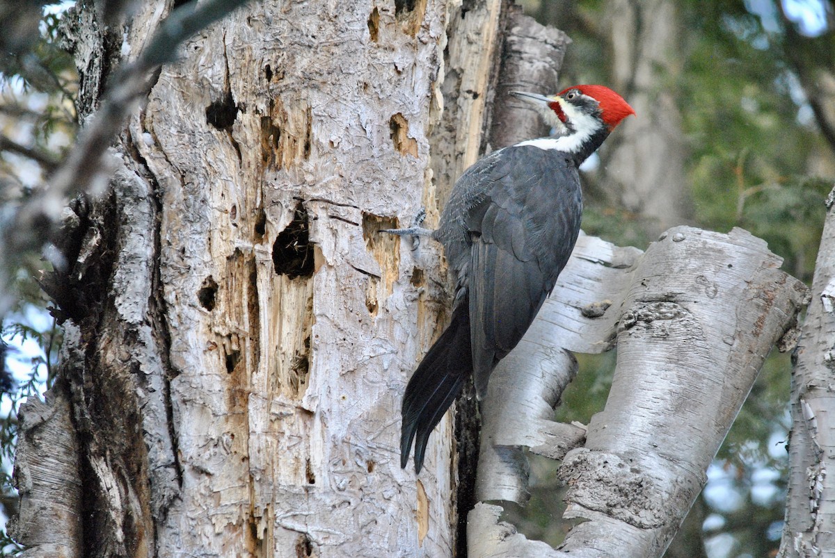 エボシクマゲラ - ML646620410