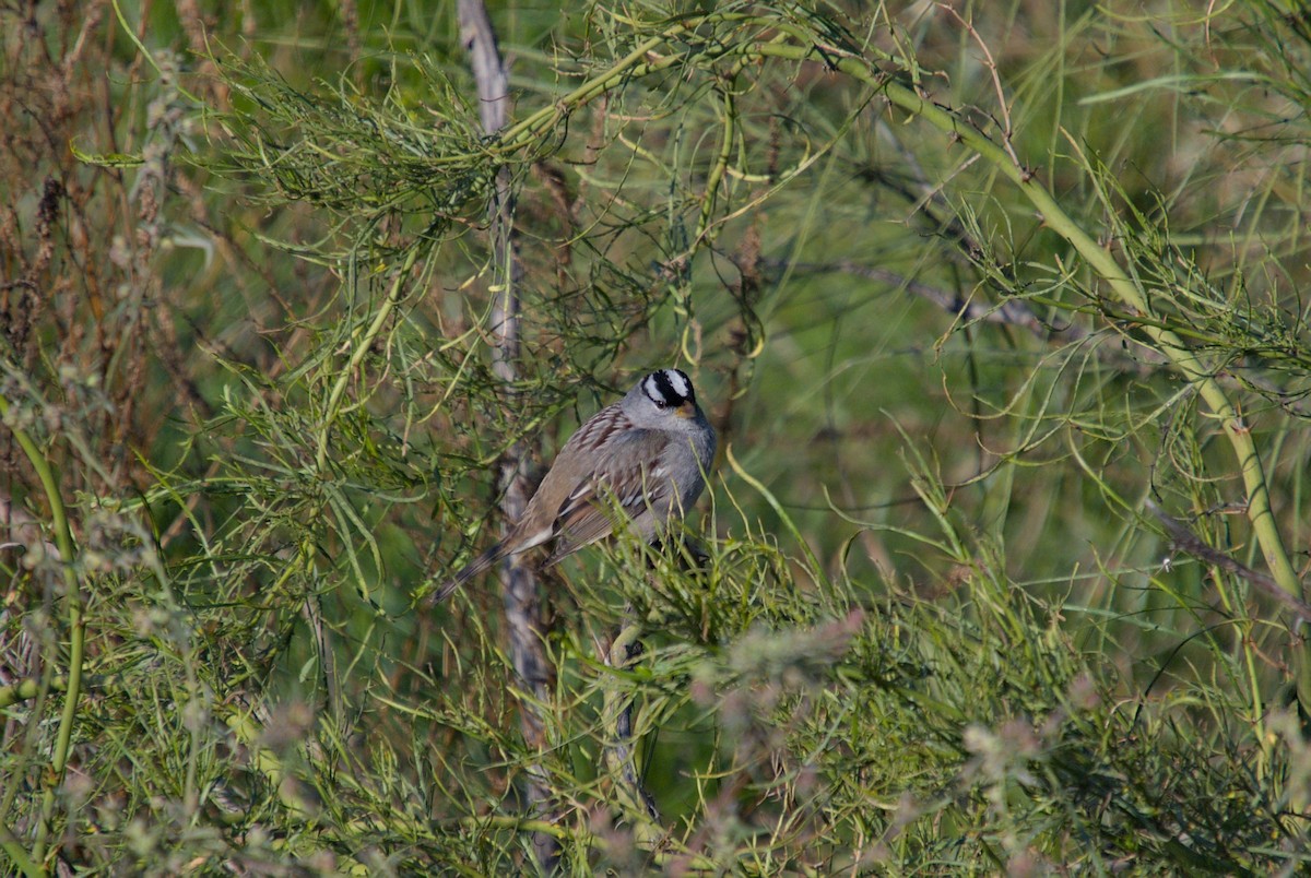 גיבתונית לבנת-כיפה - ML646620411