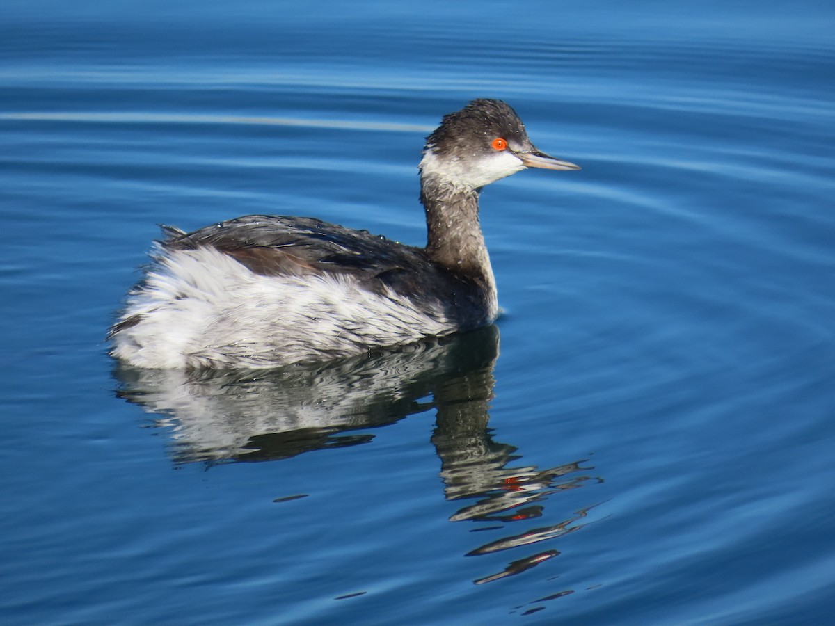 Grèbe à cou noir - ML646620412