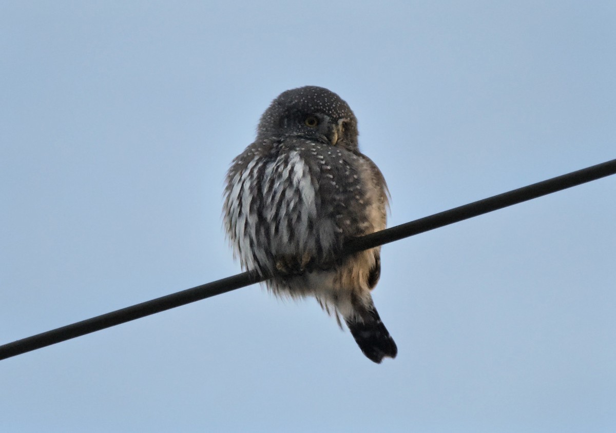 Northern Pygmy-Owl (Rocky Mts.) - ML646620414